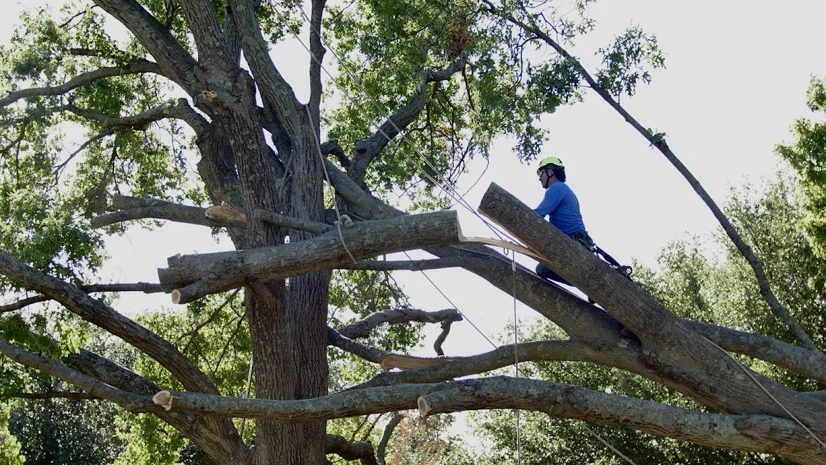 Professional Hazardous Tree Removal performed by certified arborists in Opolis